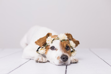 Wall Mural - cute white and brown small dog wearing a white flowers crown over white background. Indoors. Love for animals concept. Lifestyle