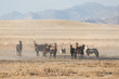 Wild Horses in Nevada