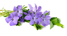 Bouquet Of Blue Periwinkle With Green Leaves Isolated On White Background. Vinca Minor