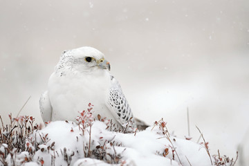 The gyrfalcon is a bird of prey (Falco rusticolus), the largest of the falcon species.  It breeds on Arctic coasts and tundra, and the islands of northern North America, Europe, and Asia. Falling snow