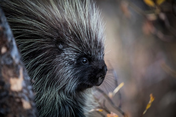 porcupine in yellowstone