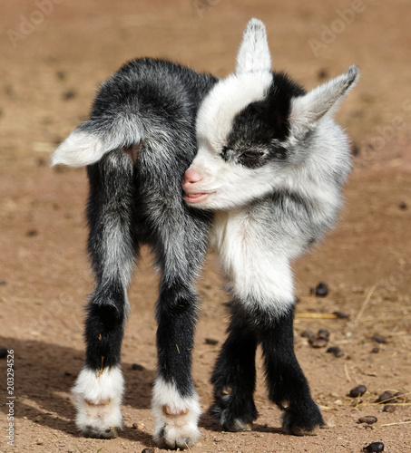 picture Cute Black And White Baby Goat pretty little baby goat black and white