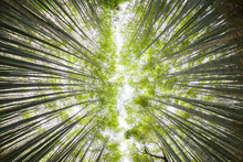 Low Angle View Of Bamboo Grove Against Sky In Forest