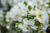 Fototapeta Lawenda - Blooming cherry in the garden. Spring closeup