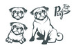 Pug dog set. Head of an pug. Pets for design. Vector graphics to design.
