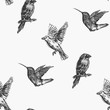 Hummingbird seamless pattern. Hand drawn exotic background.