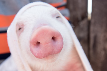 Wall Mural - Farmer bathes small piglet in sink with foam before selling it on market. White swine is wrapped in towel. Pig's snout. Hands of man in pink rubber gloves close-up. Copy space