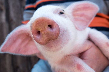 Wall Mural - Pig's snout close up. White pig with black spots of breed pietren sits on hands of farmer. Selective focus