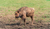 Fototapeta Sawanna - Wisent calf in wildpark, Leipzig, Germany