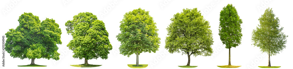 Collection trees maple oak birch chestnut Isolated nature objects - obrazy, fototapety, plakaty 