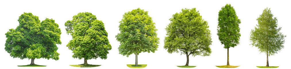 collection trees maple oak birch chestnut isolated nature objects
