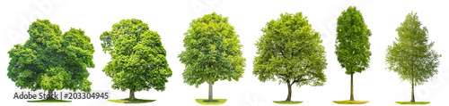 Fotografía Collection trees maple oak birch chestnut Isolated nature objects