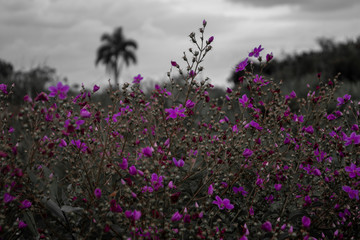 Purple Flowers 2