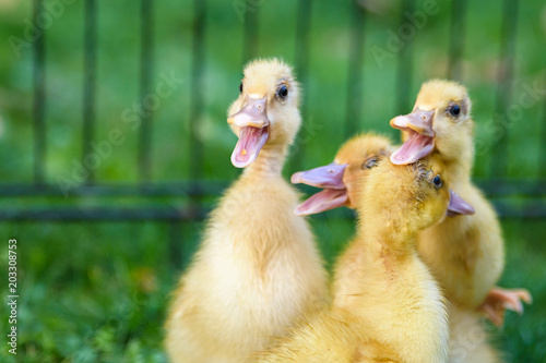 Fotografie, Obraz Four yellow ducklings grouped together in a wire crate eagerly quacking while wa