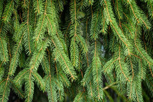 Close Up Of Evergreen Branches With Vibrant Green Pine Needles In The Afternoon Sun As A Background Of Texture
