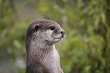 Cute Close Up Portrait Of An Asian Or Oriental Small Clawed Otter (Aonyx Cinerea) With Out Of Focus Background