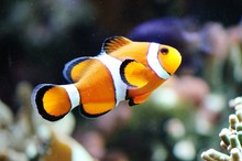 clown fish swimming in a tank by coral from Australia