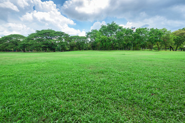 Beautiful landscape in park with green grass field.