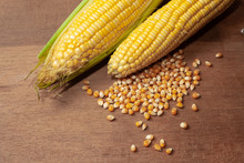 Organic Fresh Corncobs Or Corn Ears On Wood Background ,food