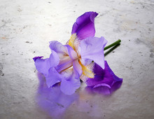 Stem A Single Deep Purple Flower Of Bearded Iris (Iris Germanica) On Old Gray  Metallic  Background