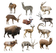 Mammals Artiodactyl Ruminant Animals On White Background Isolated. Collage