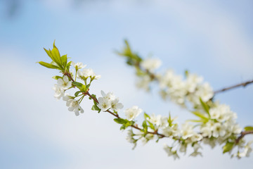 Wall Mural - Spring. cherry in white flowers. flowering of fruit trees.