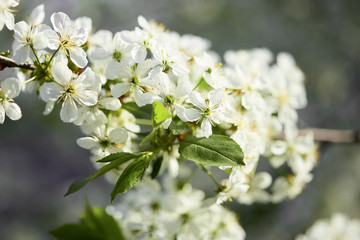 Wall Mural - Spring. cherry in white flowers. flowering of fruit trees.