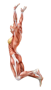 3D Rendering Female Anatomy Figure on White