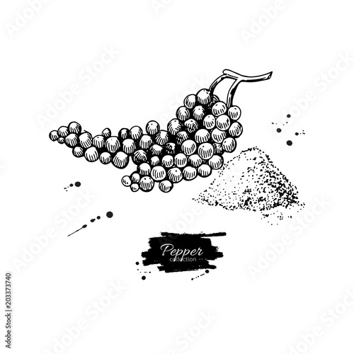 Black Pepper Plant Branch Vector Drawing With Powder Vintage Hand Drawn Spice Sketch Stock Vektorgrafik Adobe Stock