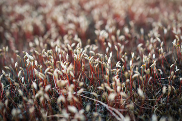 Wall Mural - Close up of blooming springtime moss. Abstract  composition with moss flowers. Soft focus