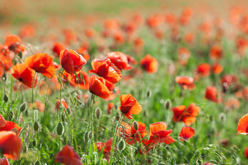 Poppy farming, nature, spring, fresh red field, agriculture concept - industrial farming of poppy flowers - close-up on flowers and stems of the red poppy field .