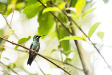 Hummingbird In The Monteverde Cloud Forest, Puntarenas Province