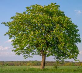 Wall Mural - flowering chestnut trees on a green field