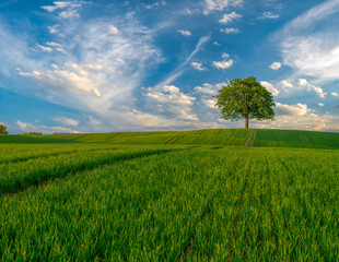 panorama of spring rural landscape. Green fields of young grain and green trees in the field