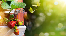 Summer Fruit Background; Fresh  Strawberry On A Green Garden Background