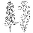 vector contour iris delphinium flowers coloring book pattern