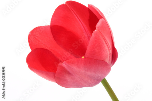 Photo Single red tulip isolated on white background.