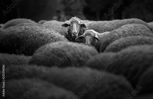 Fotografía Portrait of family sheep