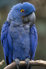 Lears Macaw (Anodorhynchus Leari)