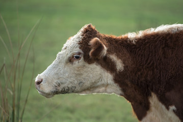 Portrait of young cow