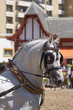 © Azahara - Caballo español en Jerez