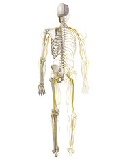3d rendered, medically accurate illustration of the human nervous system