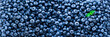 Fresh blueberries background with copy space for your text. Border design. Vegan and vegetarian concept. Macro texture of blueberry berries. Summer healthy food. Banner