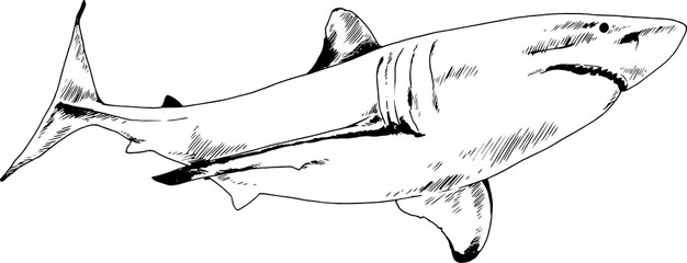 great white shark drawn in ink freehand sketch logo