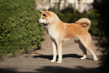 Wall Mural - cute canine breed Japanese akita inu portrait