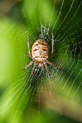Wall Mural - Spider on the web in the sunshine