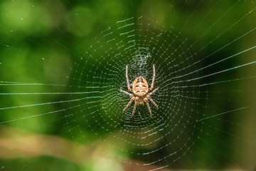 Wall Mural - Spider on the web in the sunshine