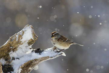 Poster - american tree sparrow in winter