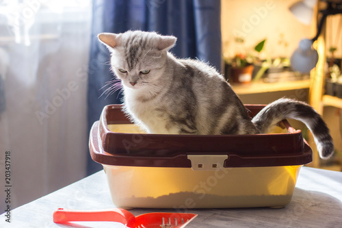 Photographie Cat sitting in a cat litter box or tray.