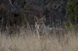 Coyote in West Texas
